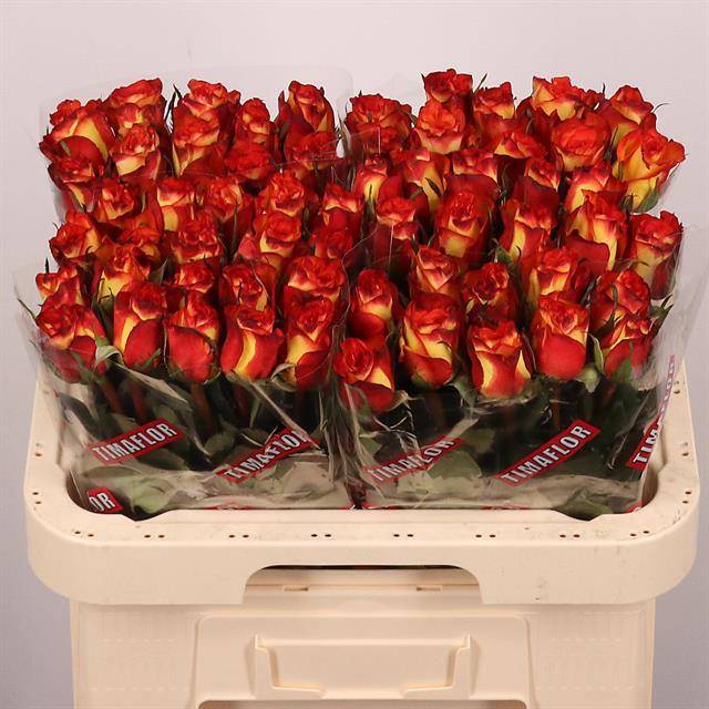 Роза од. Хай Энд Мэджик 60, шт.