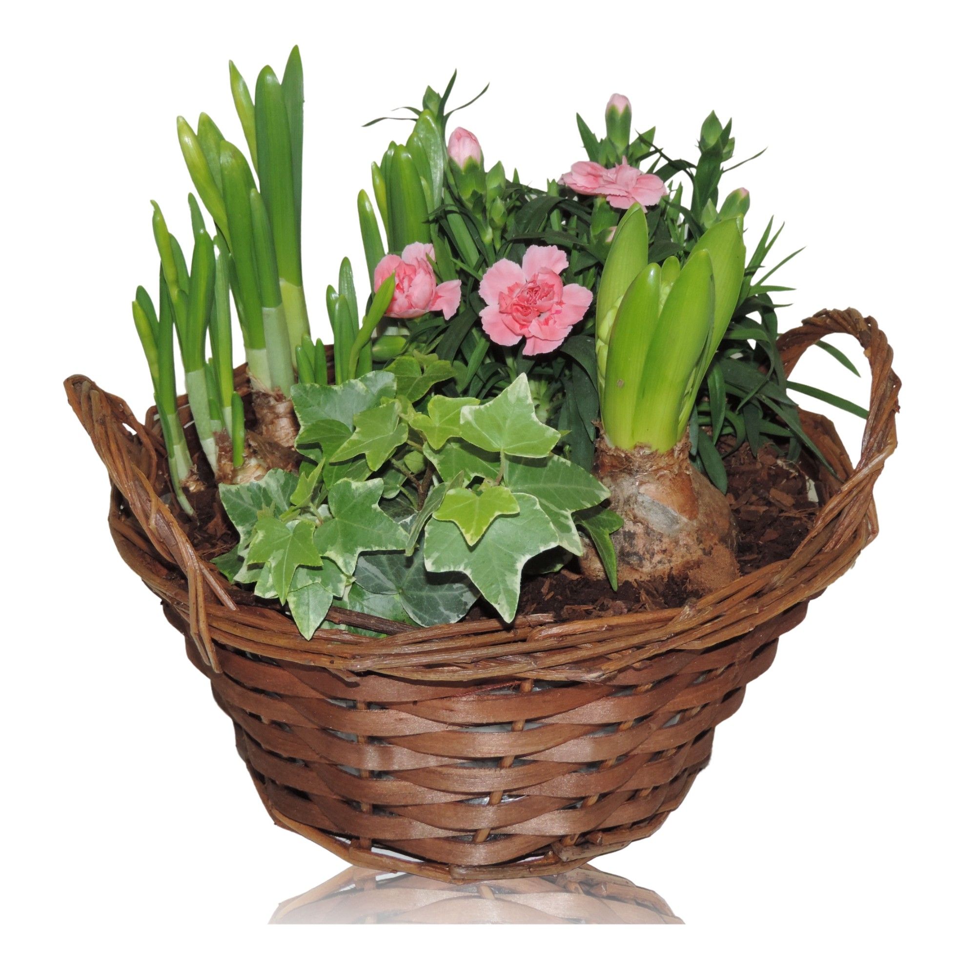 Hanoi Early Spring Specials Arrangement in Mand 22 cm, D 22