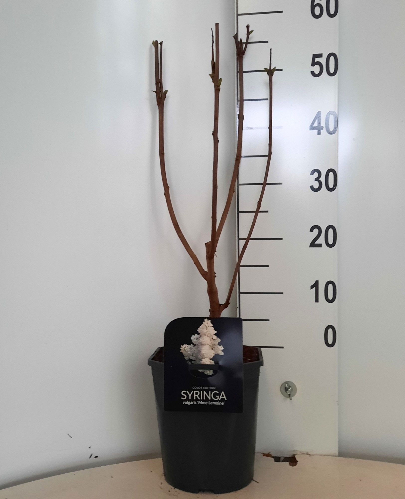 Syringa vulg. 'Mme Lemoine', D 21