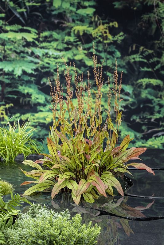 Rumex sanguinea (18x18), D 18