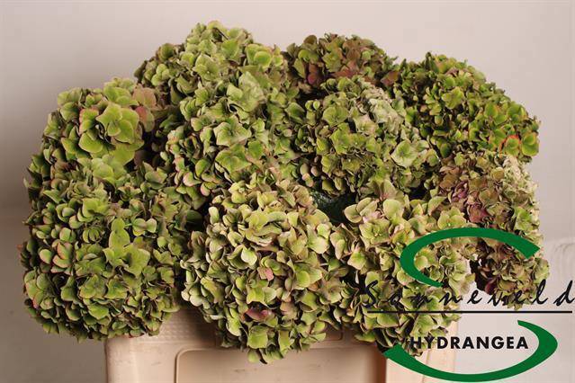 Гортензия Родео Классик 50, шт.