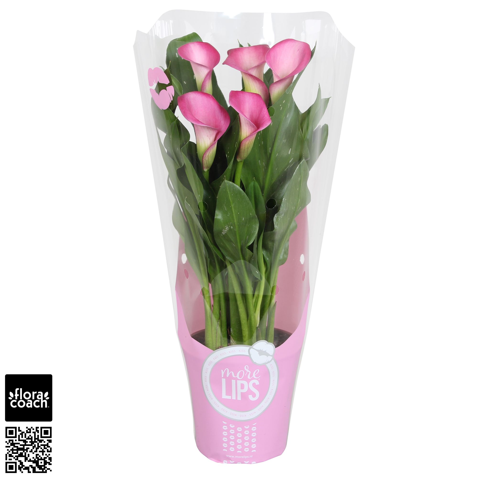 Zantedeschia Zazu Calla roze in MoreLIPS® hoes, D 12