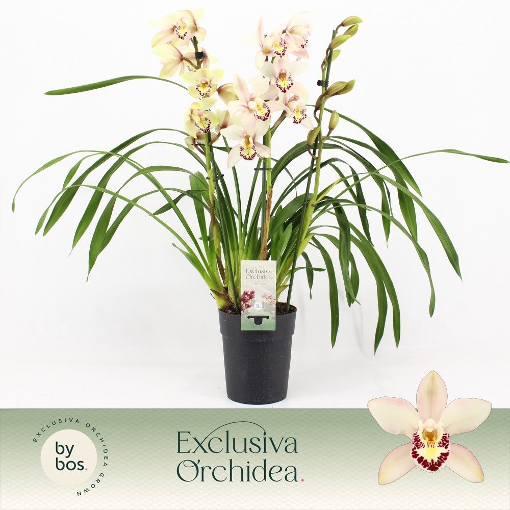 Cymbidium, Little Stef 3-spike P14 'Exclusiva Orchidea', D 14 cm