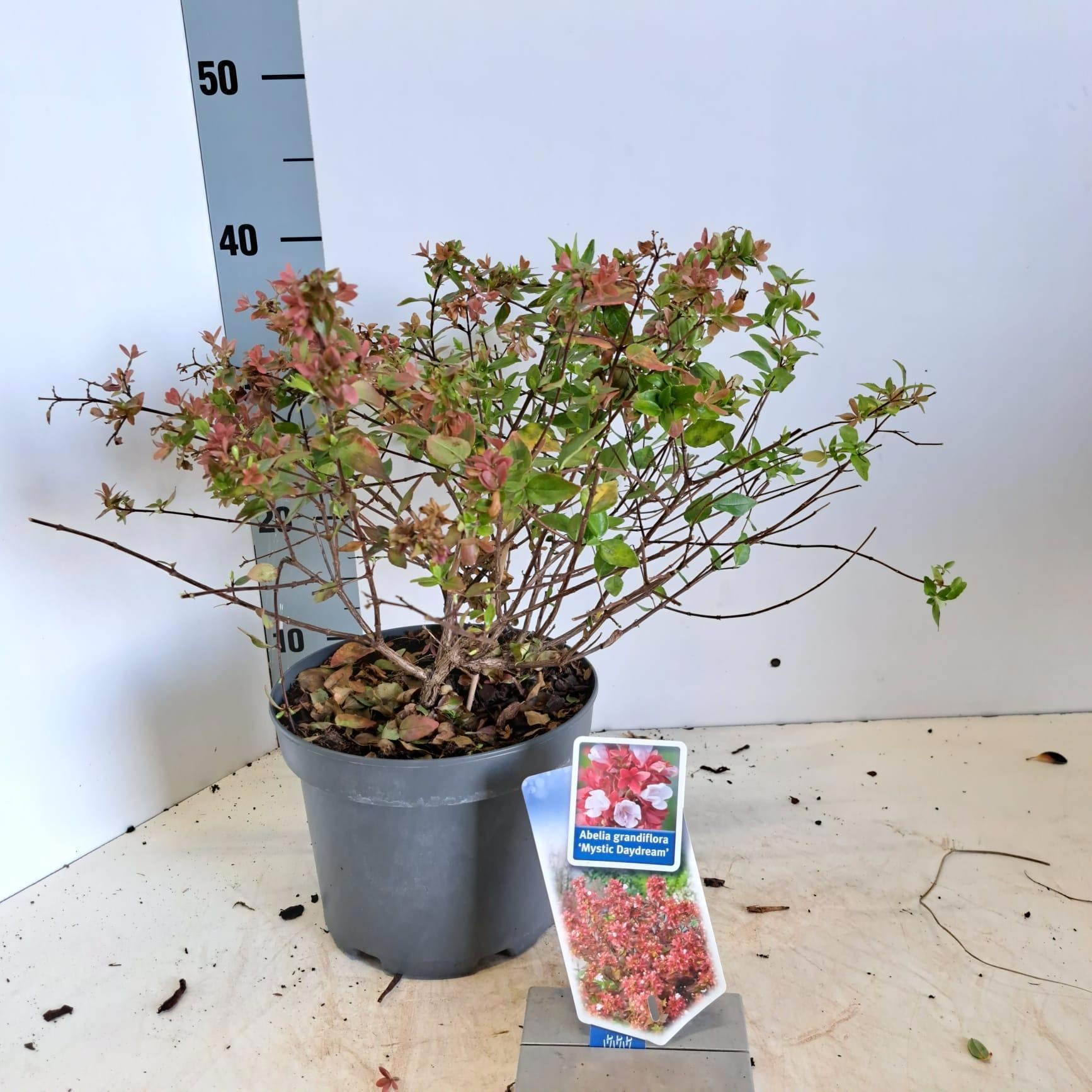 Abelia grandiflora Mystic Daydream ('Opstal 40'PBR), D 19
