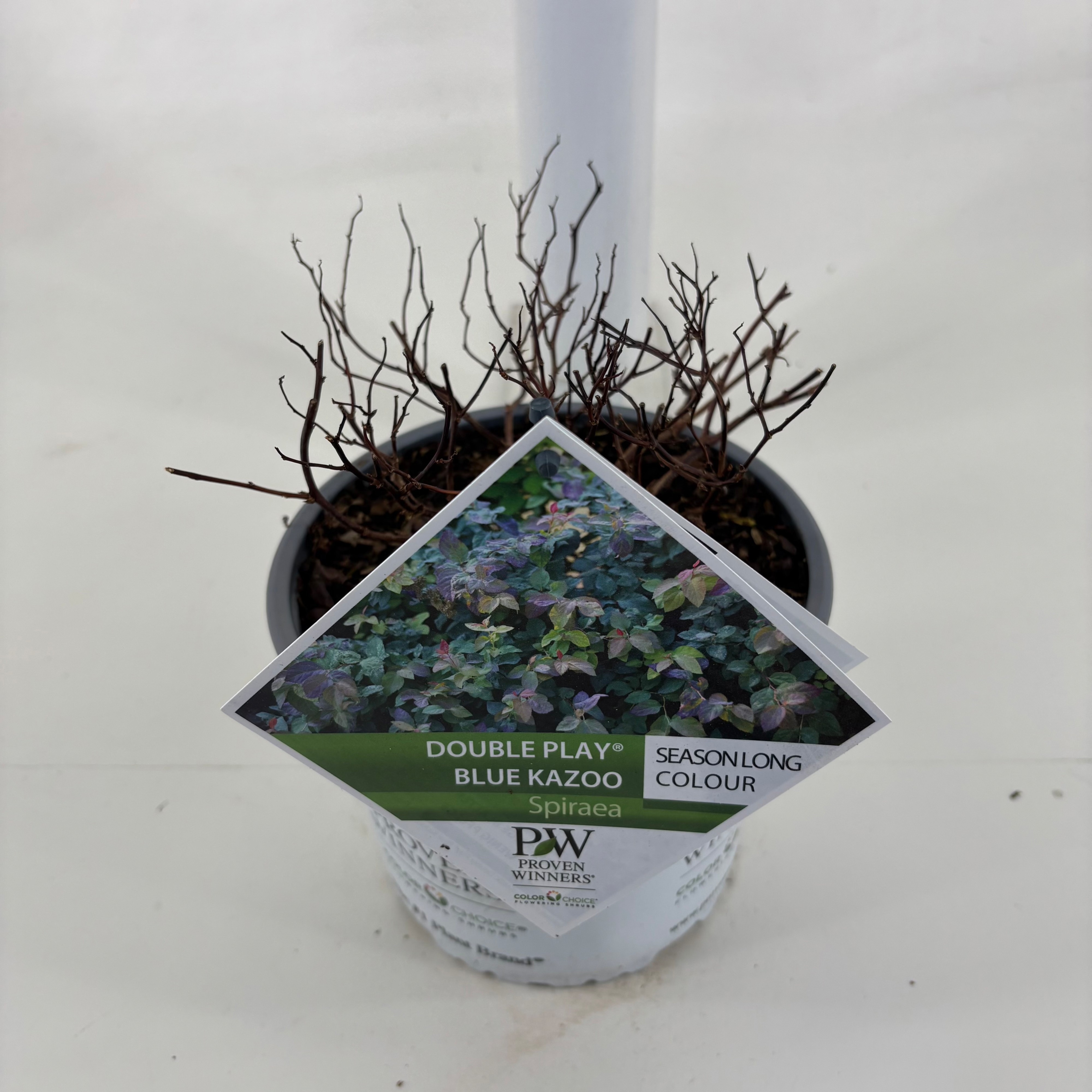 Spiraea Double Play ® Blue Kazoo, D 19