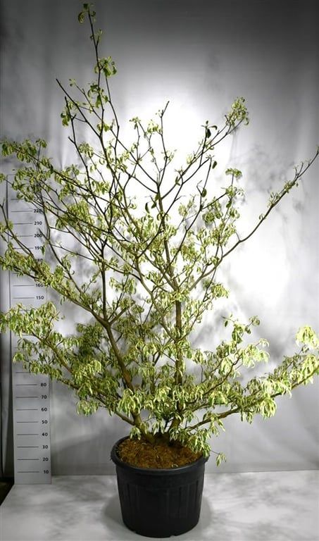 Cornus controversa 'Variegata', D 65
