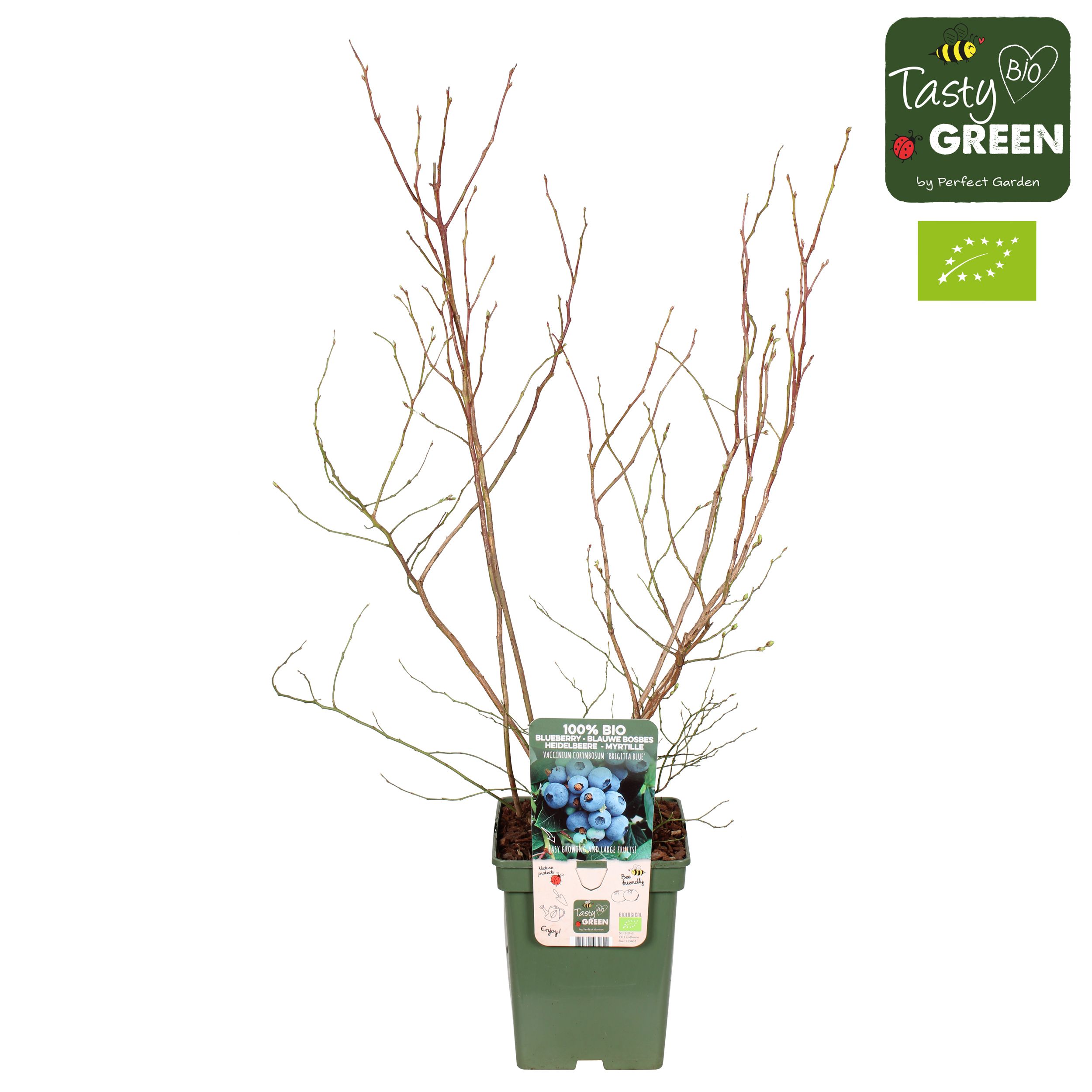Vaccinium corymbosum 'Brigitta Blue' Bio P23, D 23