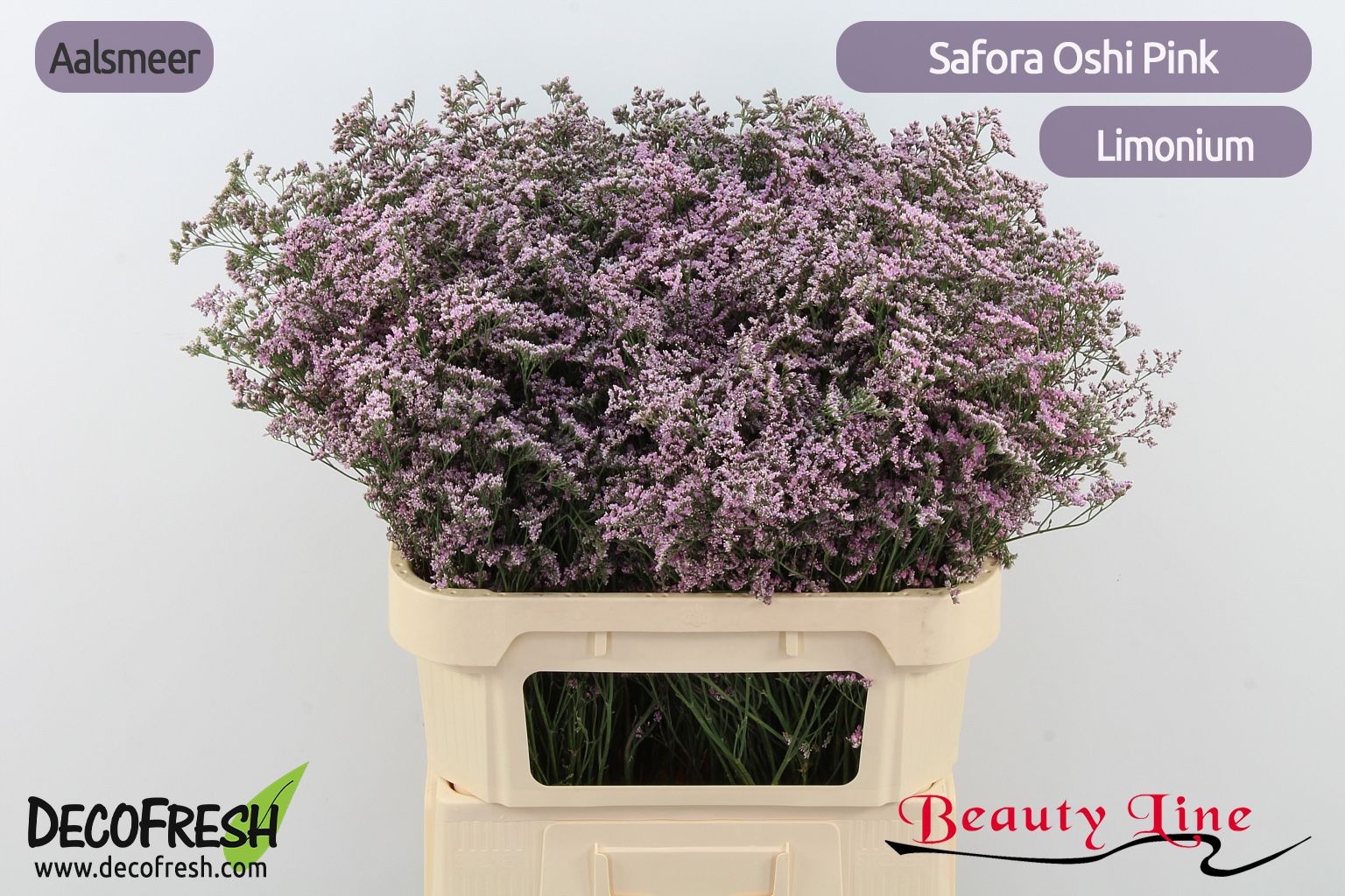 Лимониум Сафора Оши Пинк 80, шт.