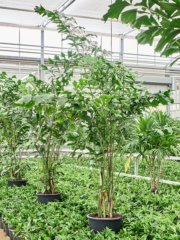 Caryota mitis(2.30-3.00M), D 50