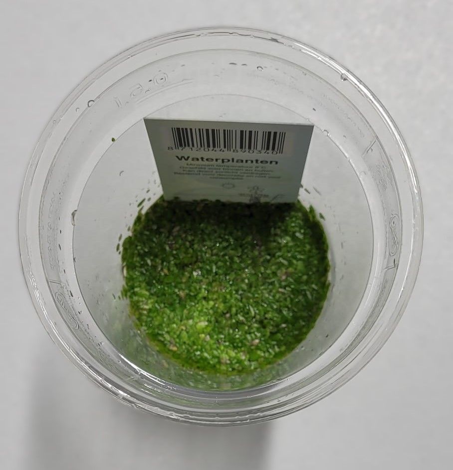 212 - lemna triscultata, D 9