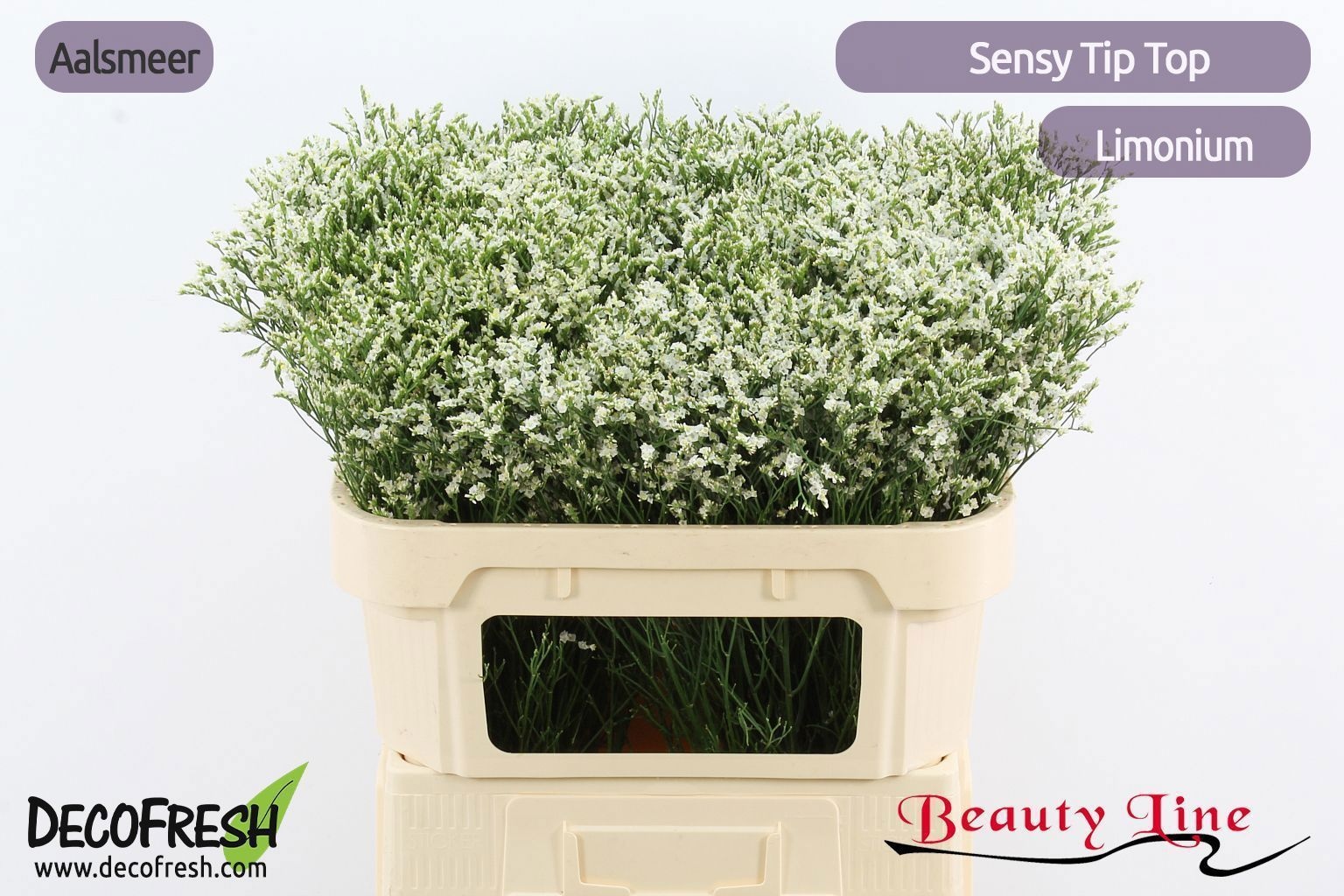 Лимониум Сенси Тип Топ 70, шт.