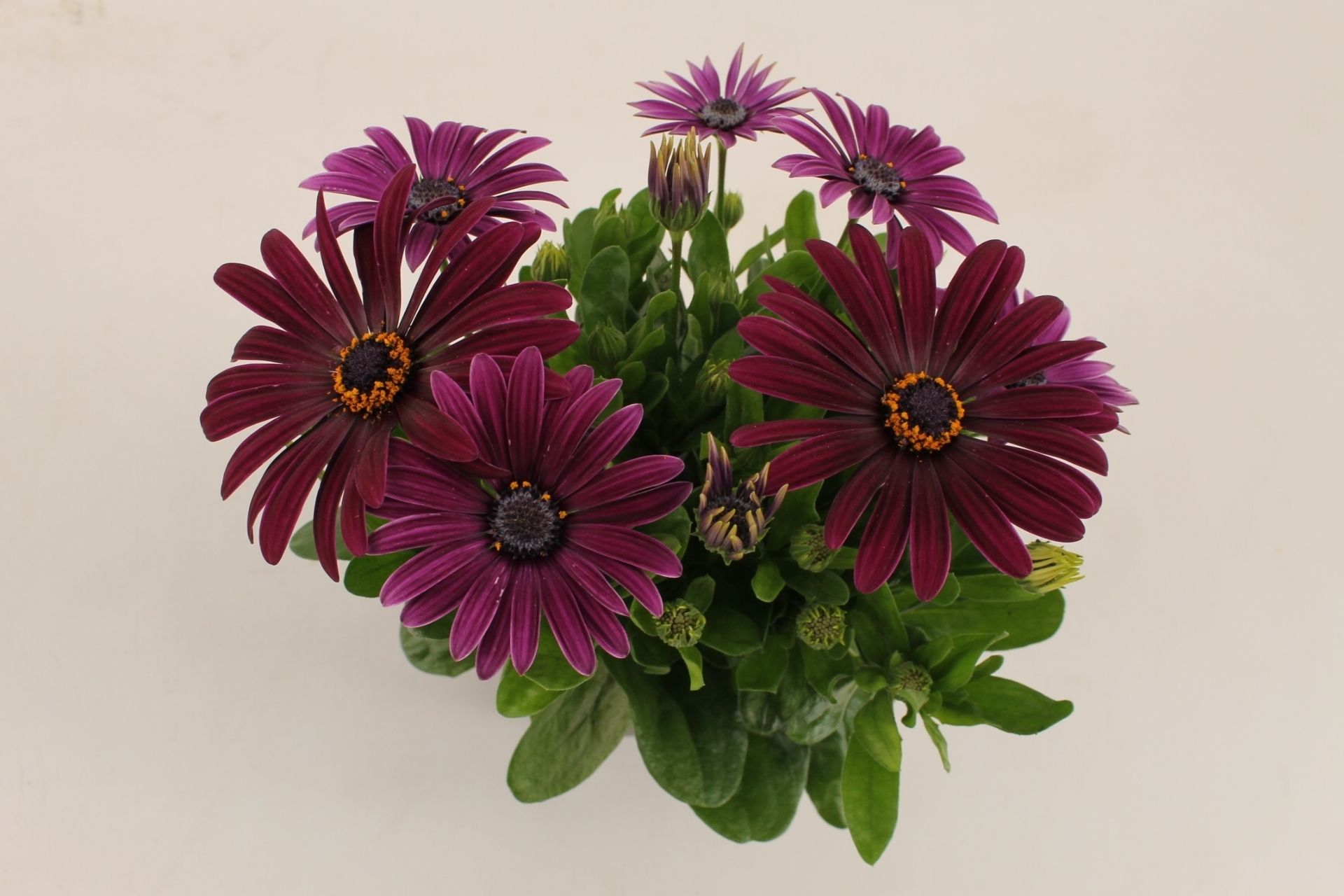 Osteospermum Purple, D 10,5