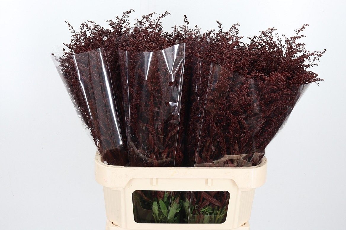 Солидаго Овериг Крашеный (краш. ) 80, шт.