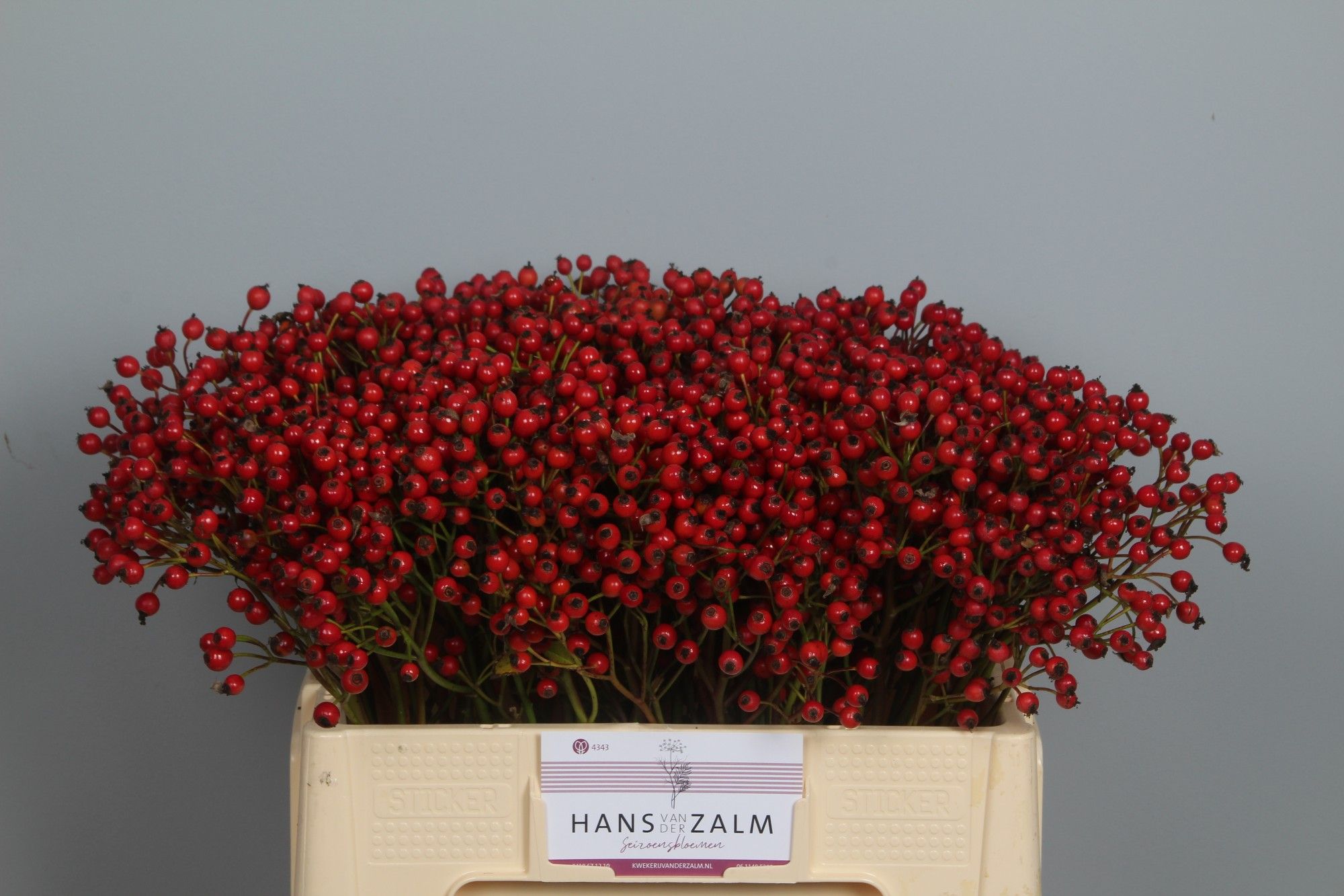 Рузботель Мэджик Пассоа 60, шт.