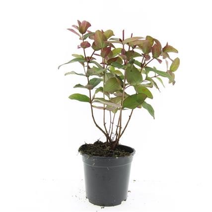 Hypericum andr. 'Albury Purple', D 14 cm