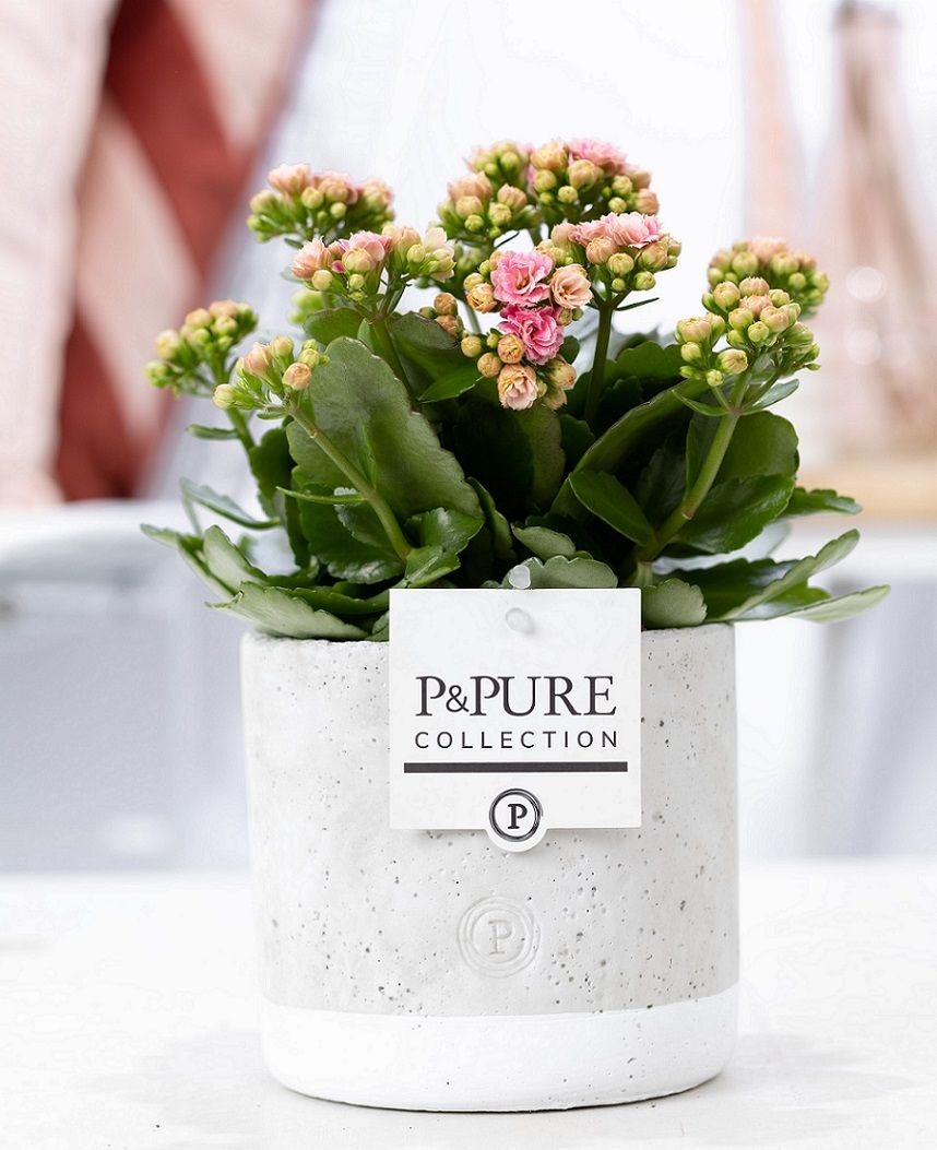Kalanchoe pink in P&PURE Jade ceramics, D 12