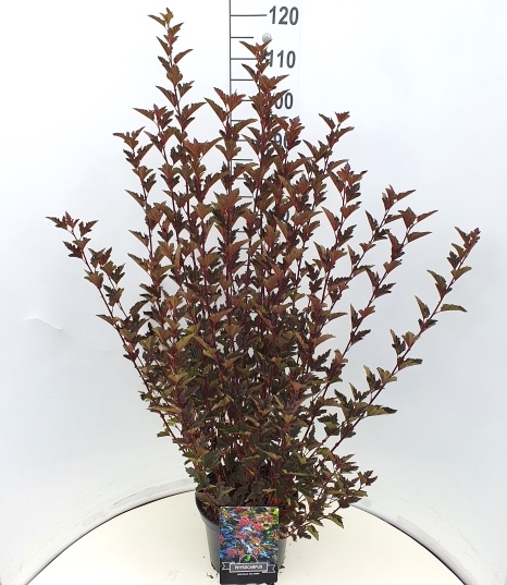 Physocarpus opulif. 'Red Baron', D 28
