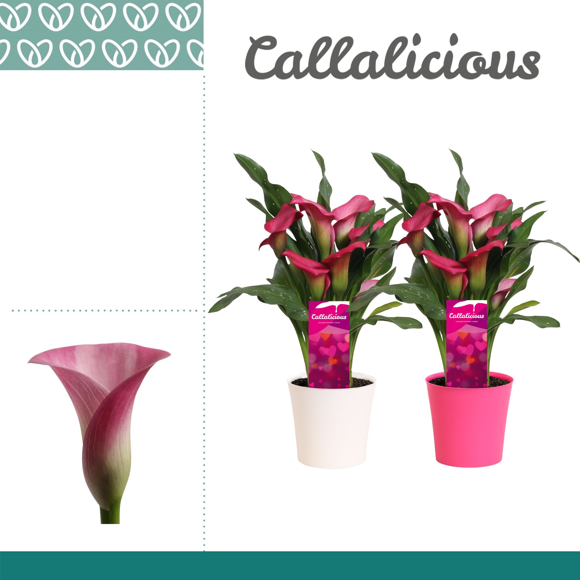 Zantedeschia (Calla) Roze in Ompot Linge LOVE, D 12