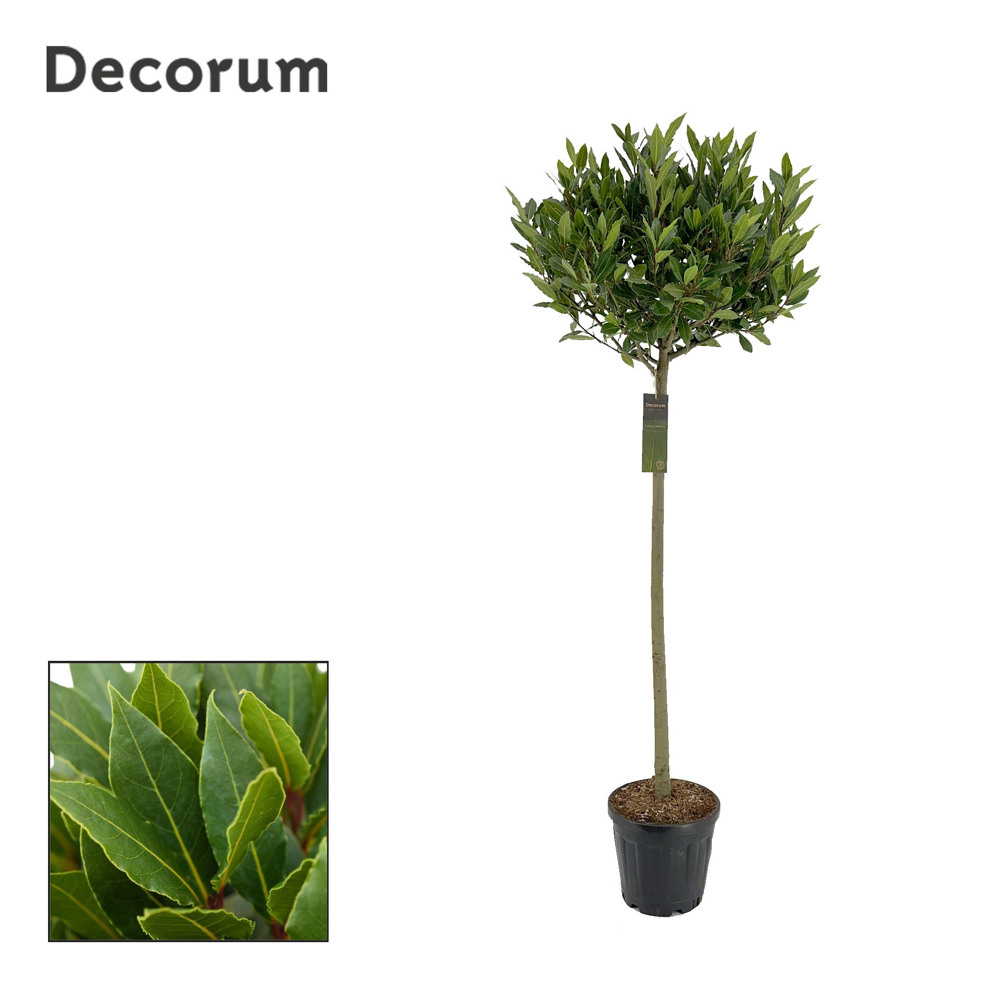 Laurus nobilis Bol op stam, D 25 cm