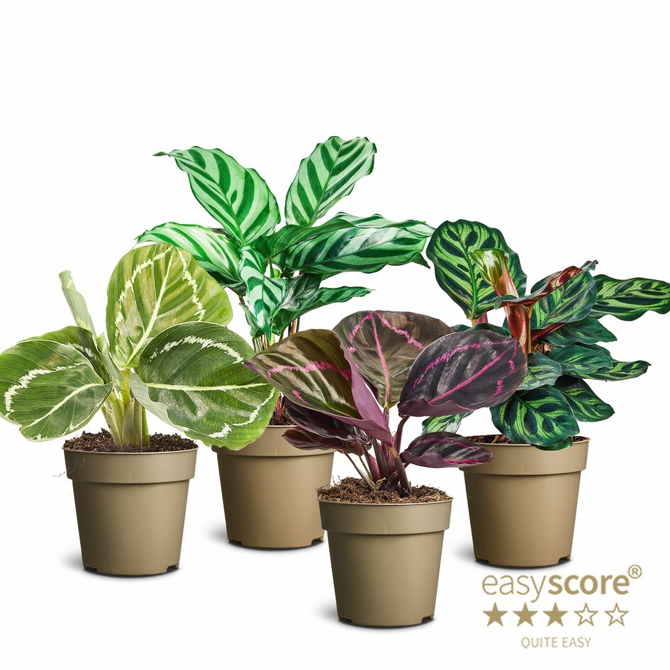 Calathea Collection, D 9