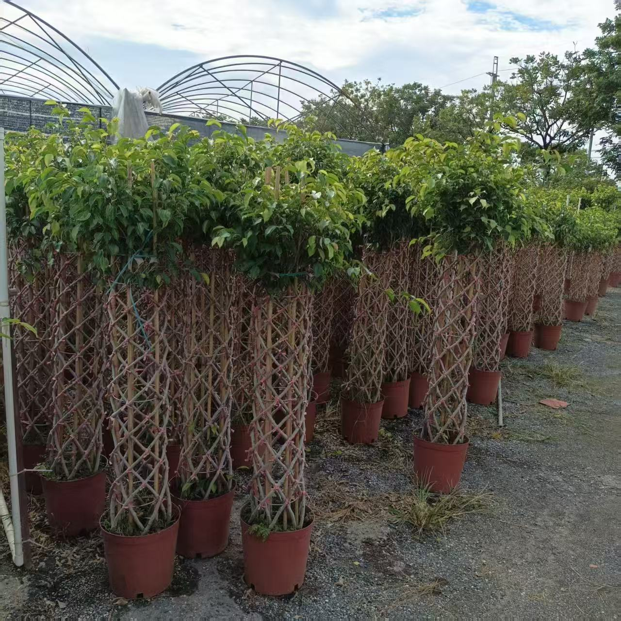 Фикус 300 Баньян Три Каге 30 140