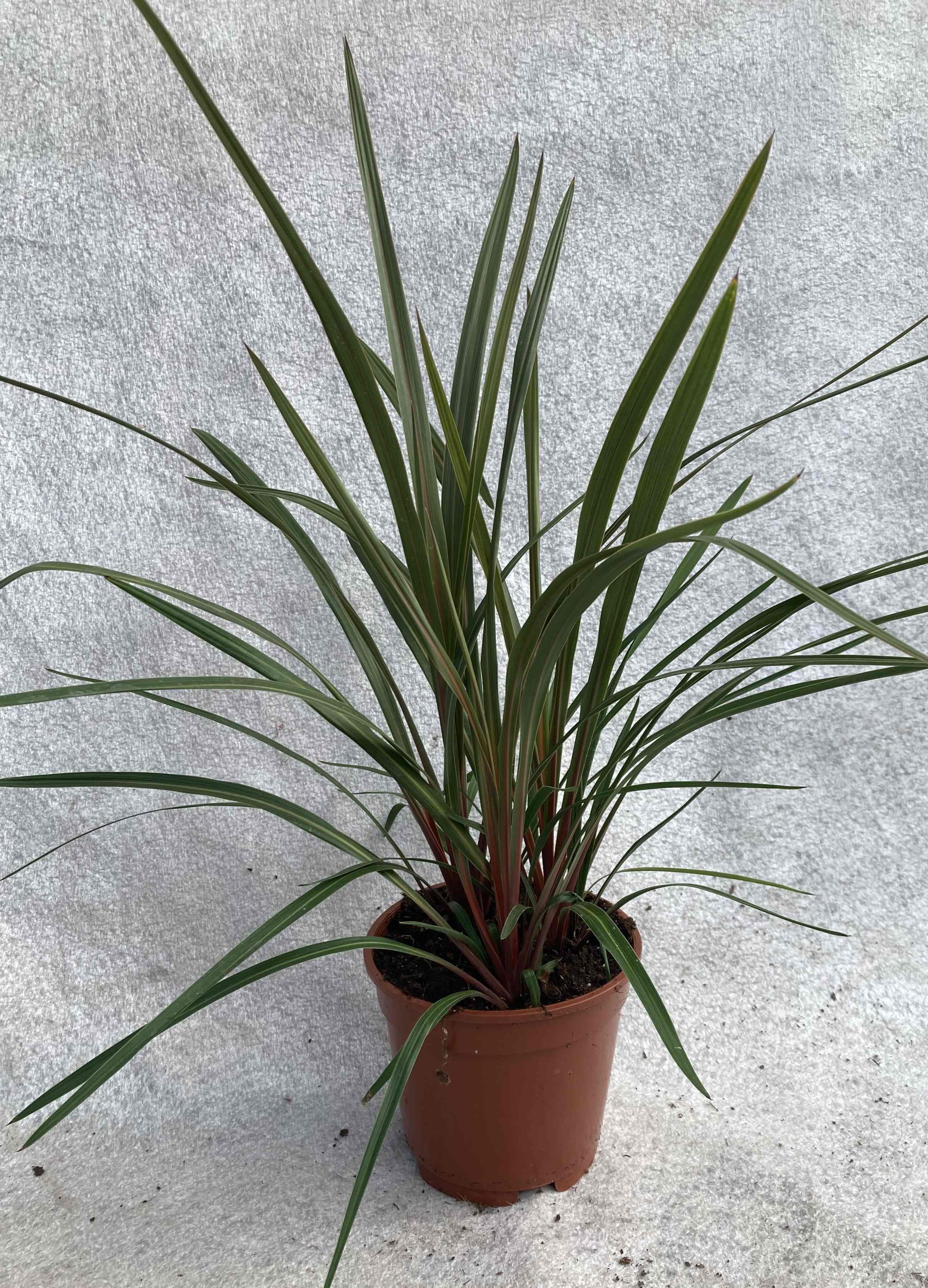 CORDYLINE AUSTRALIS 'Red Heart', D 17