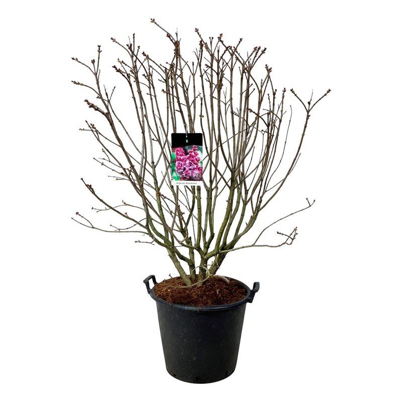 Syringa v. 'Michel Buchner', D 50