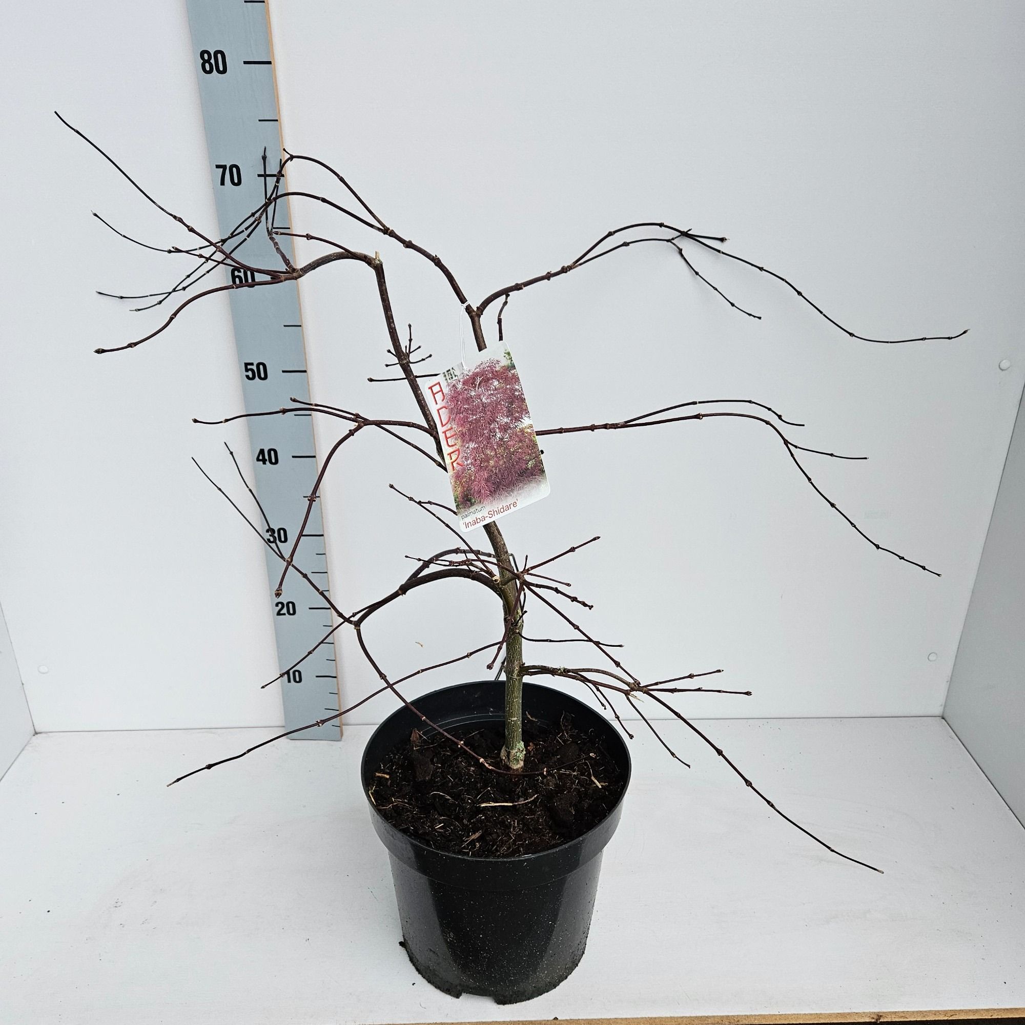 Acer palmatum 'Inaba-Shidare', D 26