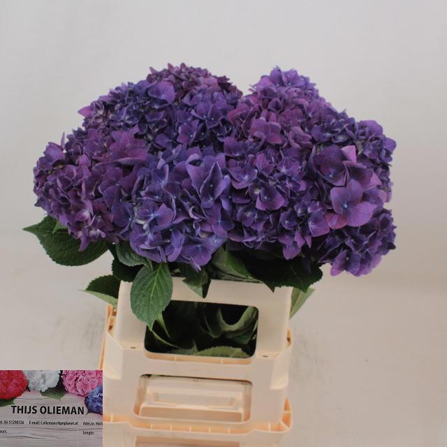 Гортензия Родео Перпл 60, шт.