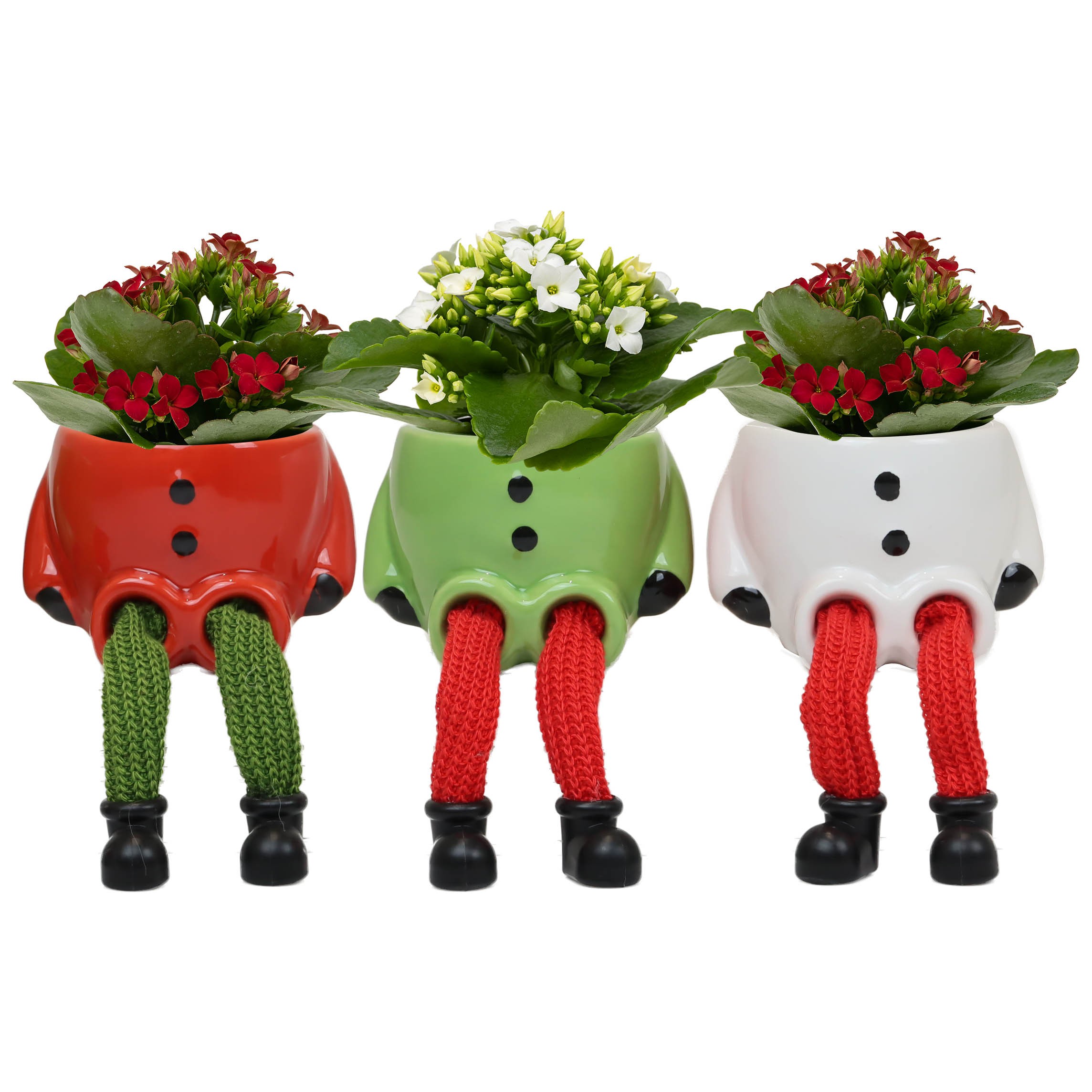 Aprés Ski with Kalanchoe, D 6