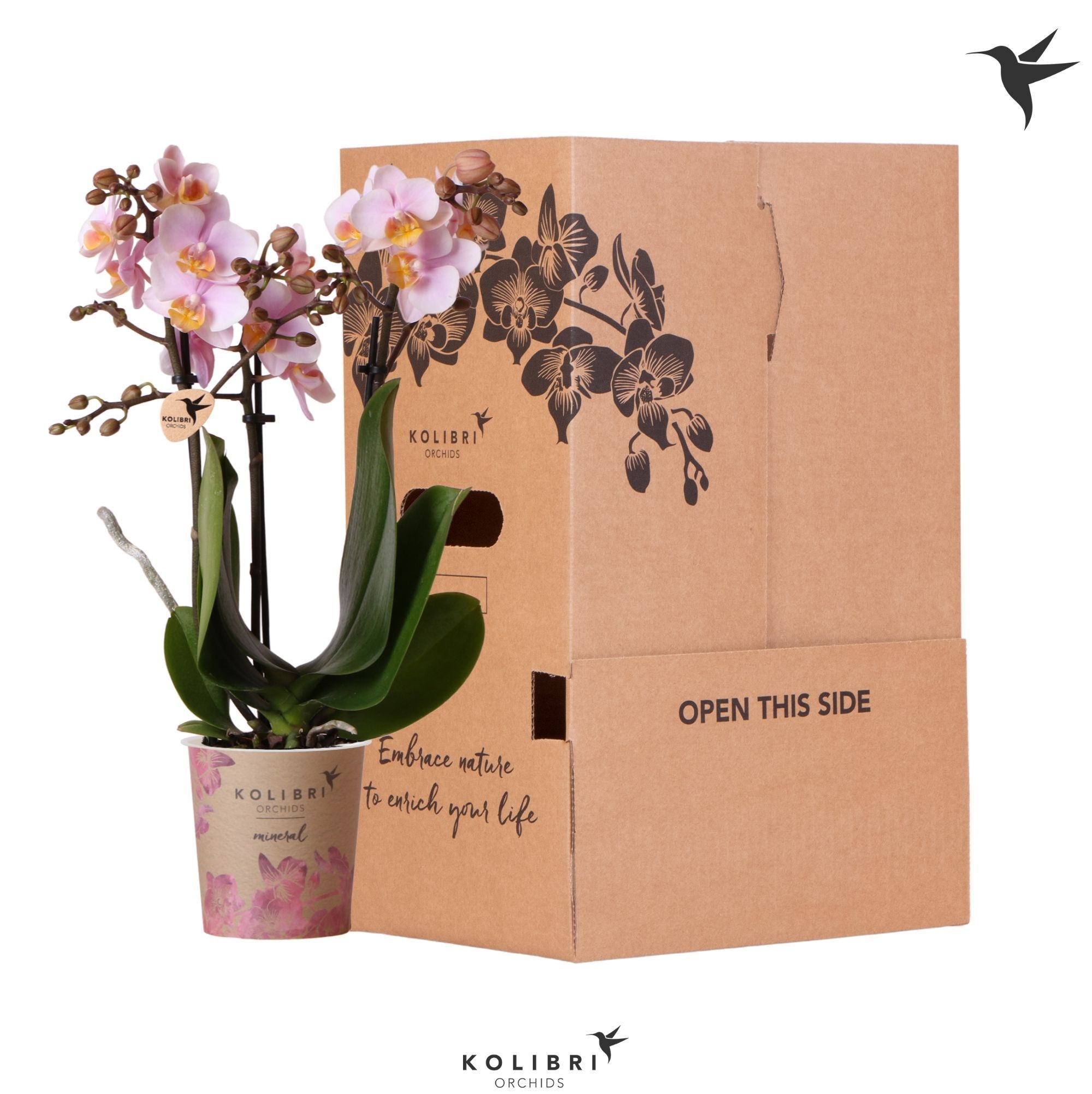 Kolibri Orchids Phalaenopsis Pink 3 spike no sleeve, D 9