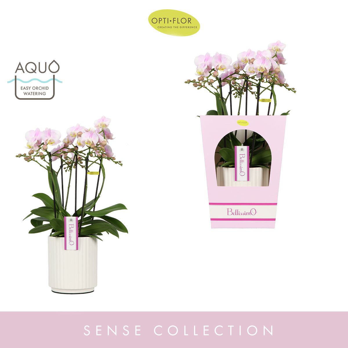 Bellissimo Adora in Molise White Aquo Giftbox, D 15 cm