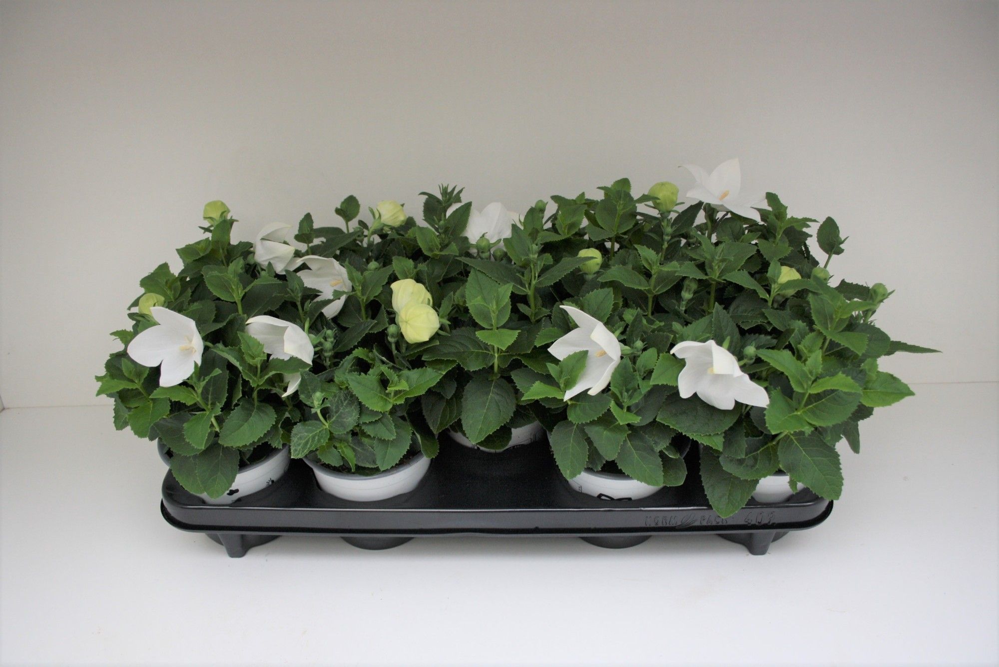 Platycodon White, D 12