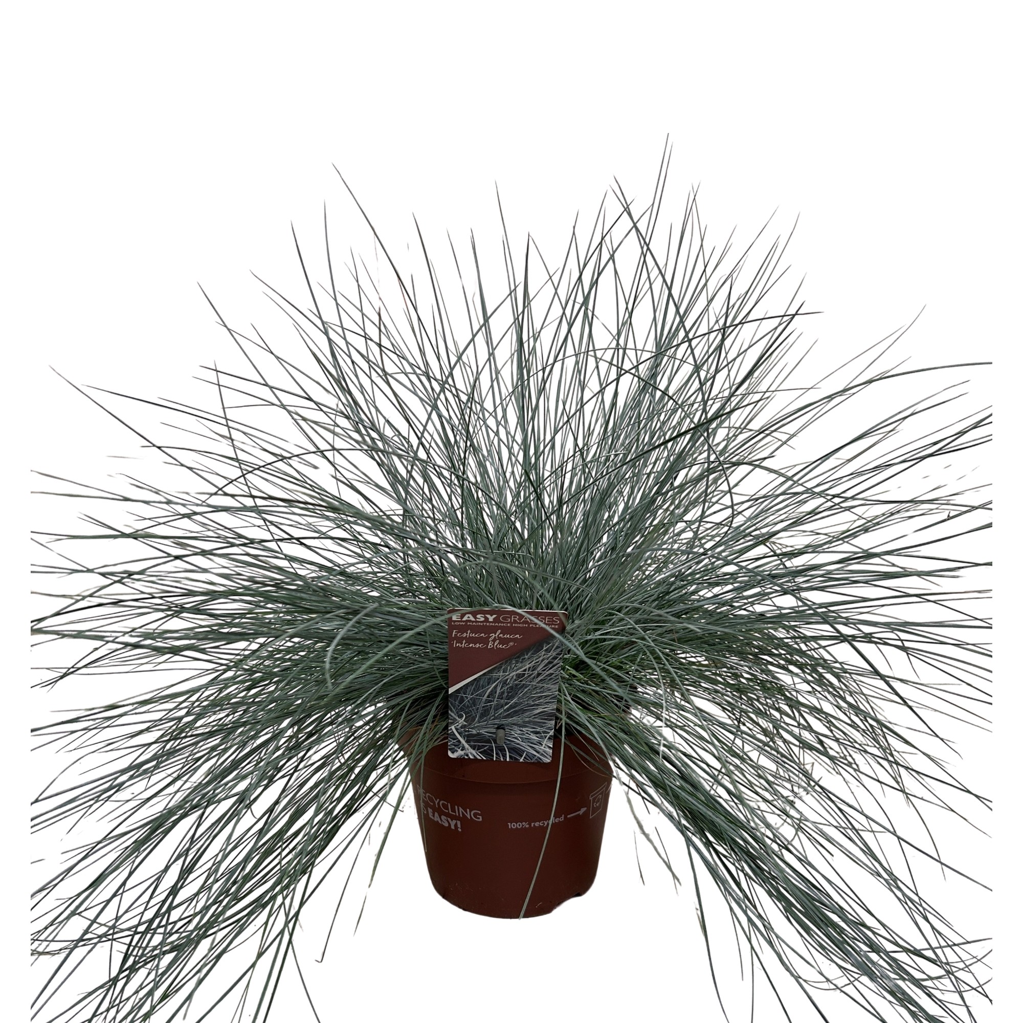 Festuca glauca Intense Blue®, D 17 cm
