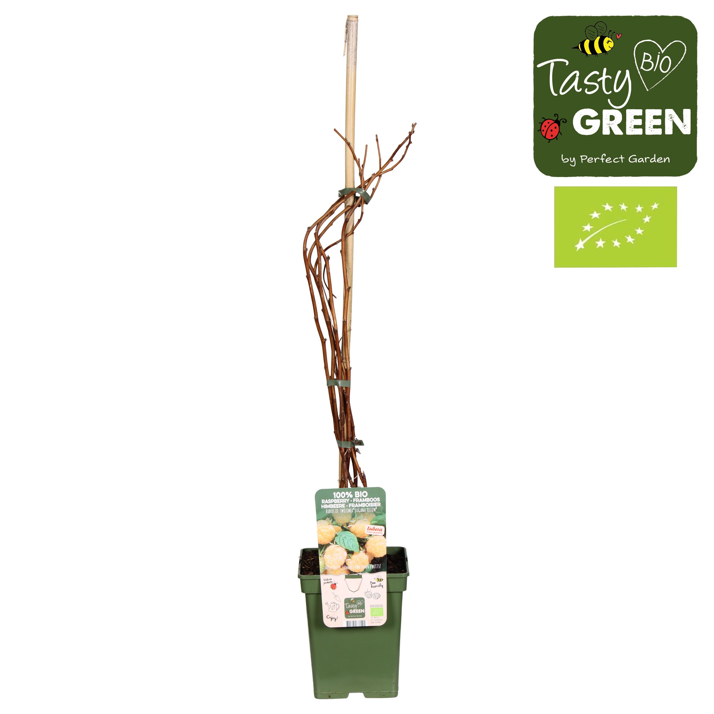 Rubus idaeus Twotimer® 'Sugana Yellow'® Bio P23, D 23