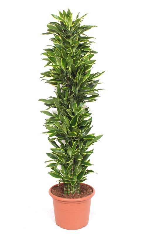 Dracaena Golden Coast, D 45