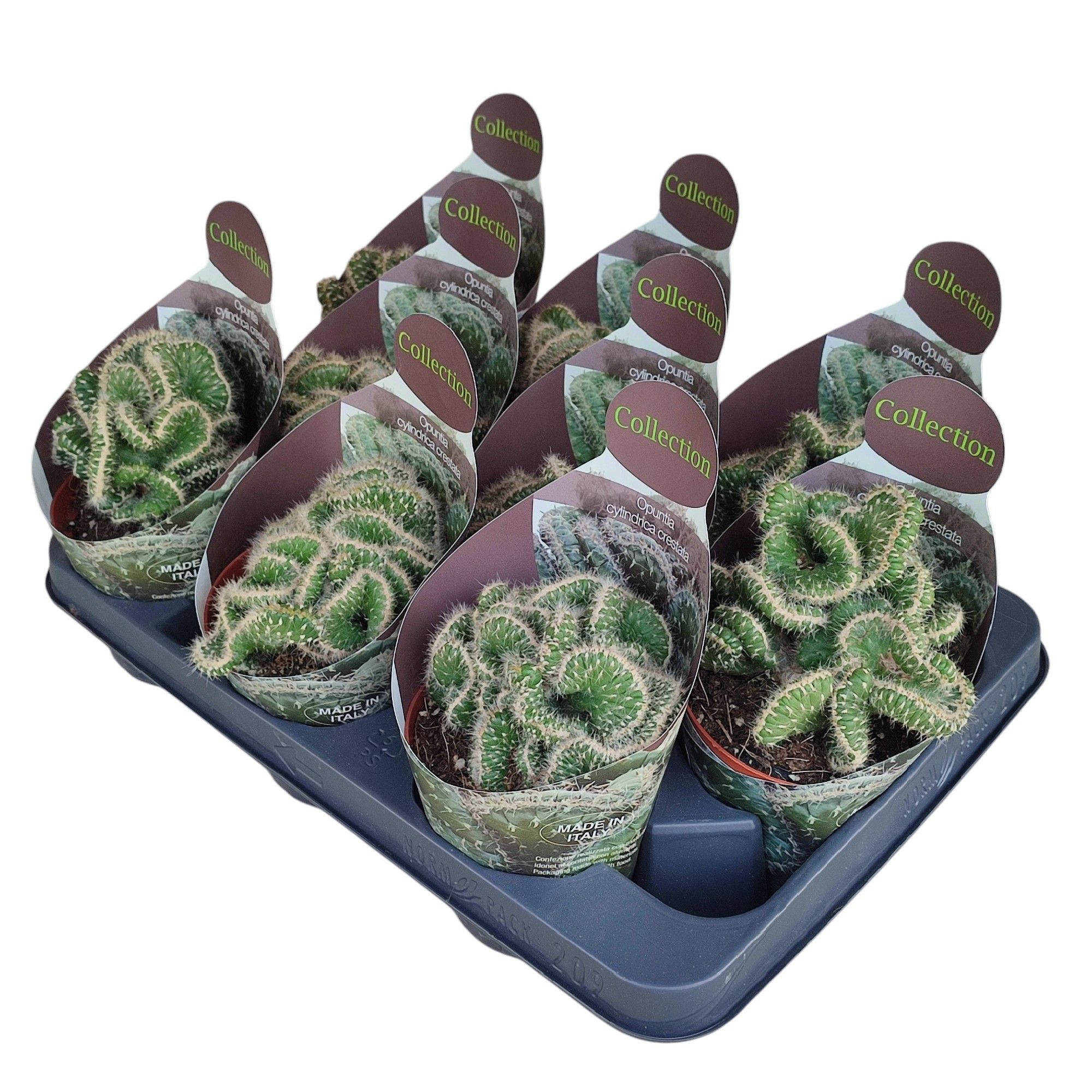 OPUNTIA CYLINDRICA CRESTATA - POT Ø 10,5 - COLLECTION WITH POTCOVER (CACTUS), D 10,5