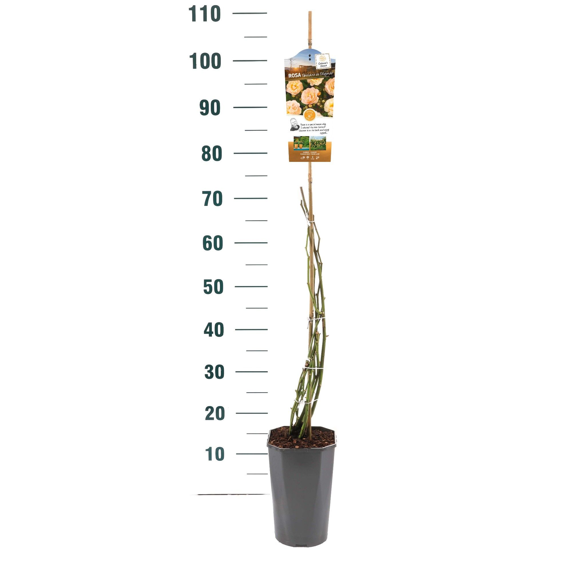 Rosa 'Ghislaine de Féligonde' - Klim - C3rp - Rambler, D 19