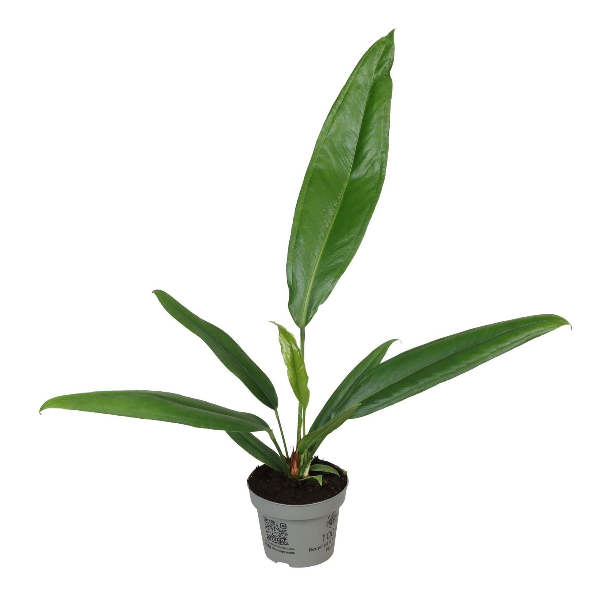 Anthurium Bakeri 12 cm, D 12