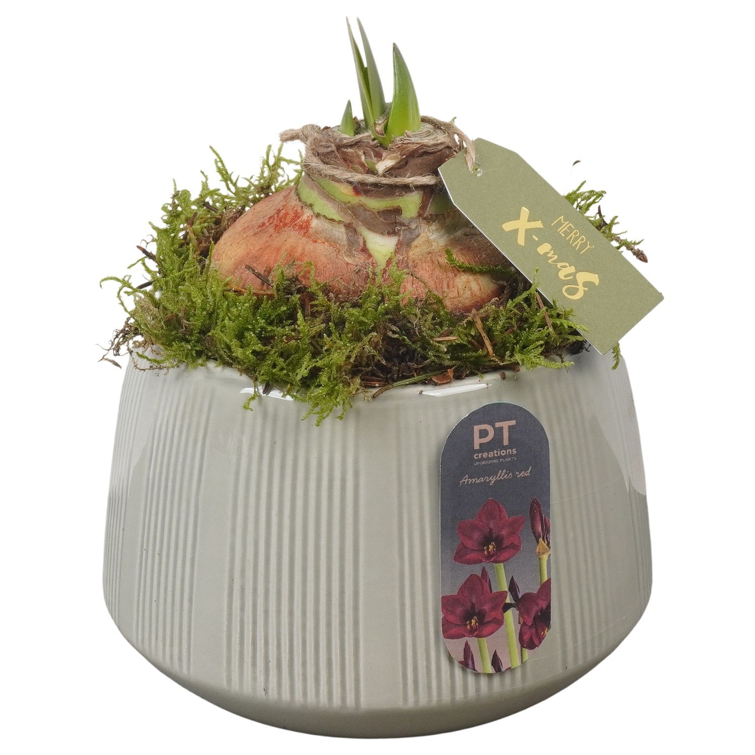 PTACH2511 Arrangement Amaryllis Christmas in keramiek pot, D 14