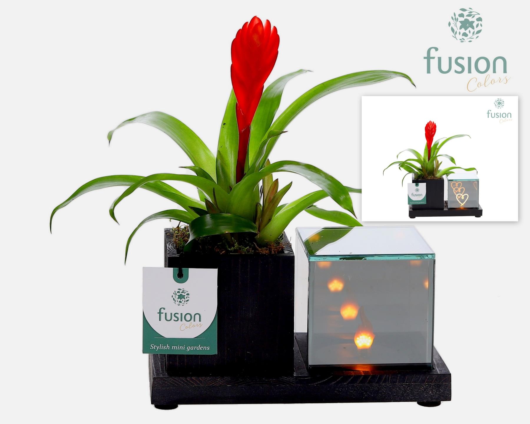 Houten Elegant LED planter met Bromelia, D 19