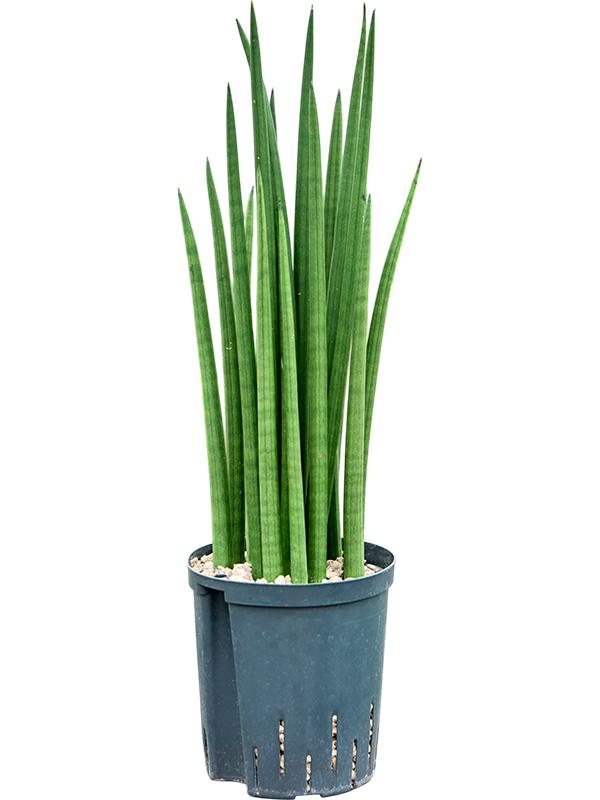 Sansevieria cylindrica 'Spikes', D 18