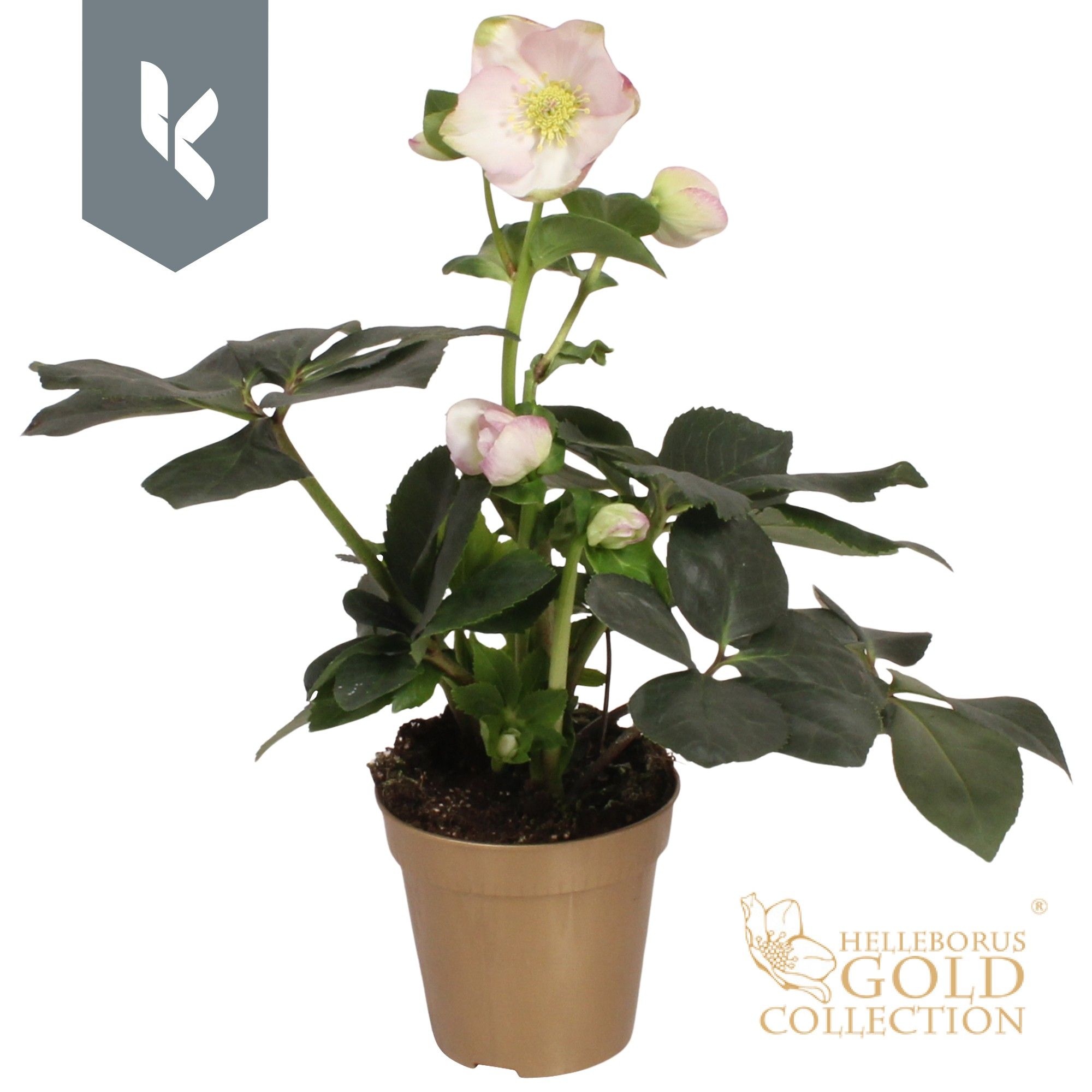 HGC Helleborus Winter Ballet Liara in gouden pot, D 13 cm