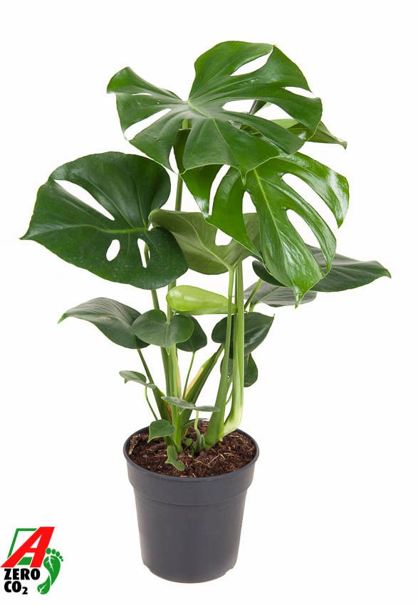 Monstera Deliciosa struik P19, D 19