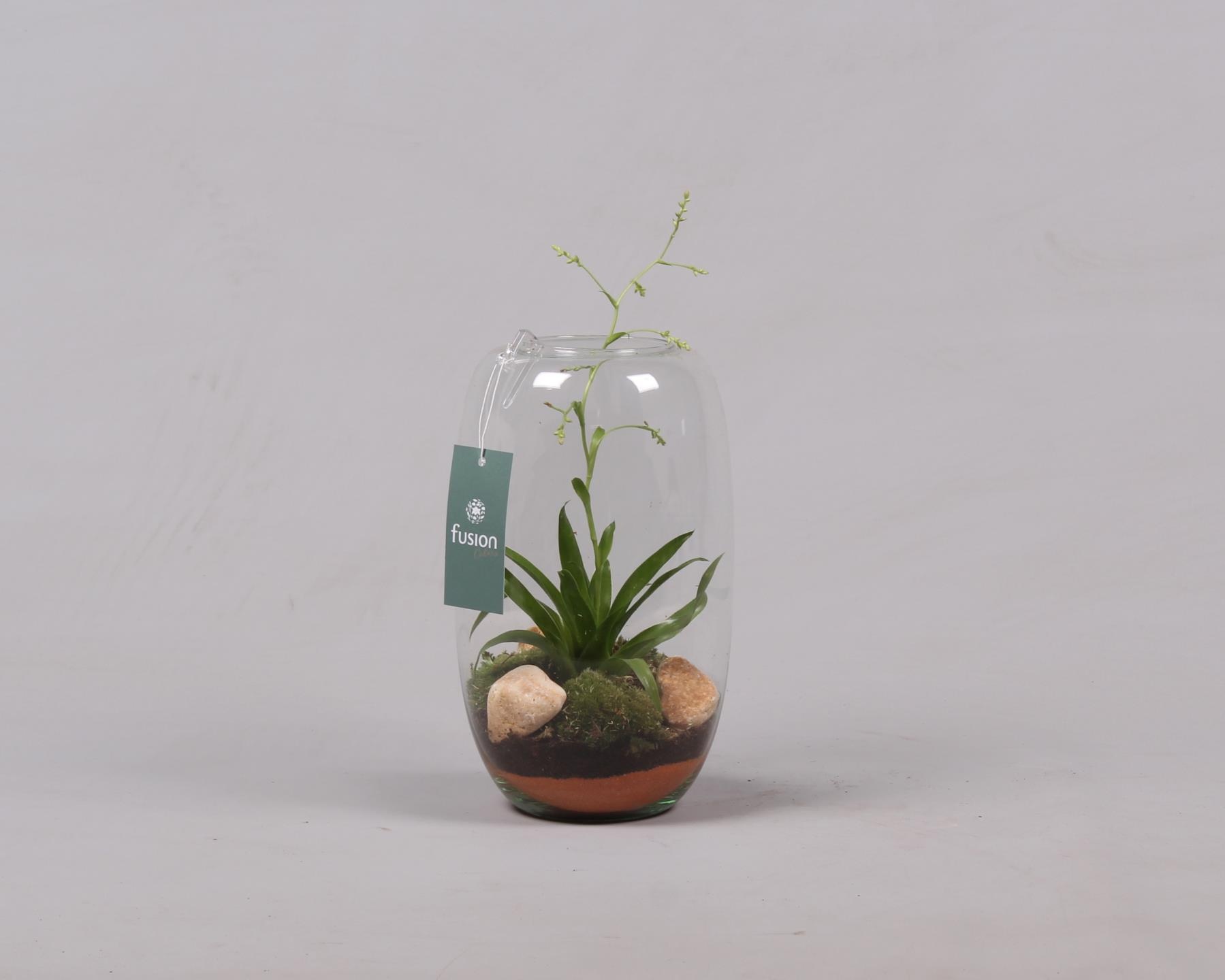 Glazen vaas middel met Tillandsia, D 15 cm Glazen vaas middel met Tillandsia, D 15 cm