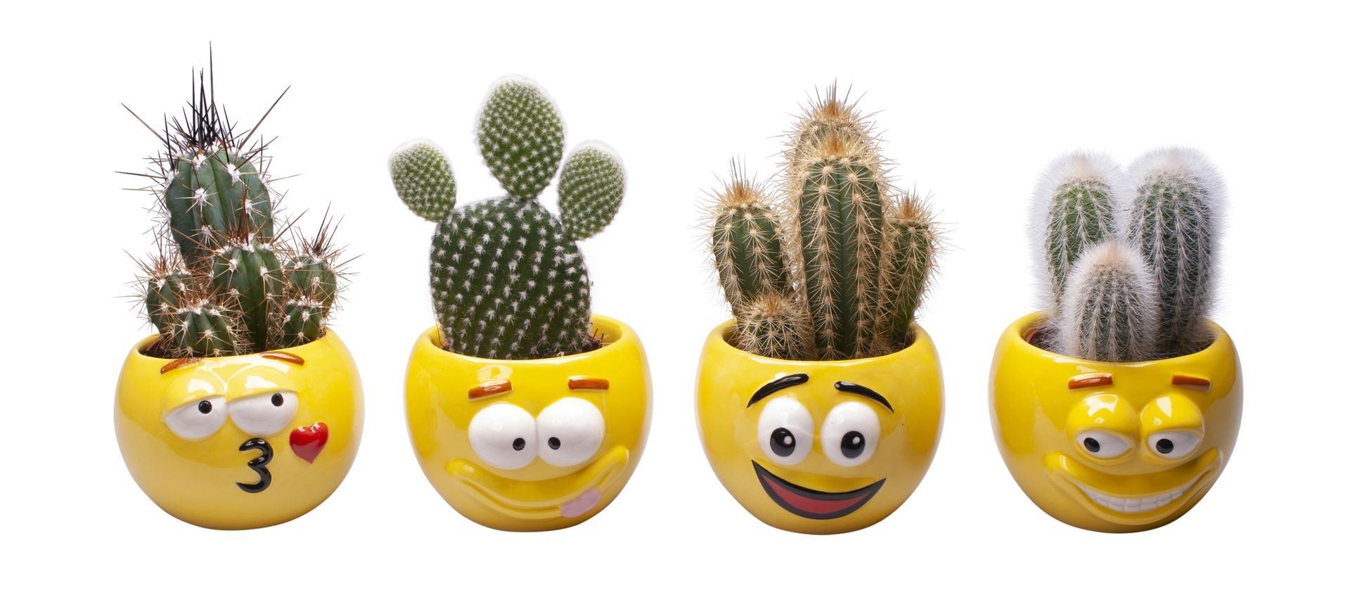 L 670 with Cactus Mix, D 6