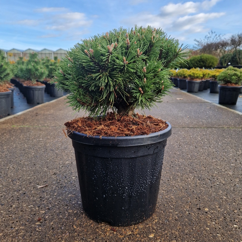 Pinus mugo 'Benjamin', D 26 cm