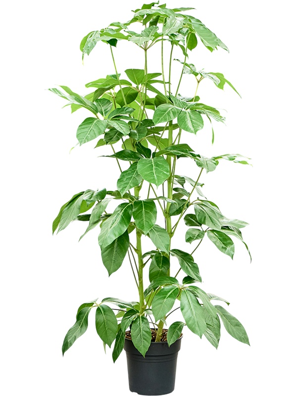Schefflera actinophylla 'Amate', D 27 cm Schefflera actinophylla 'Amate', D 27 cm