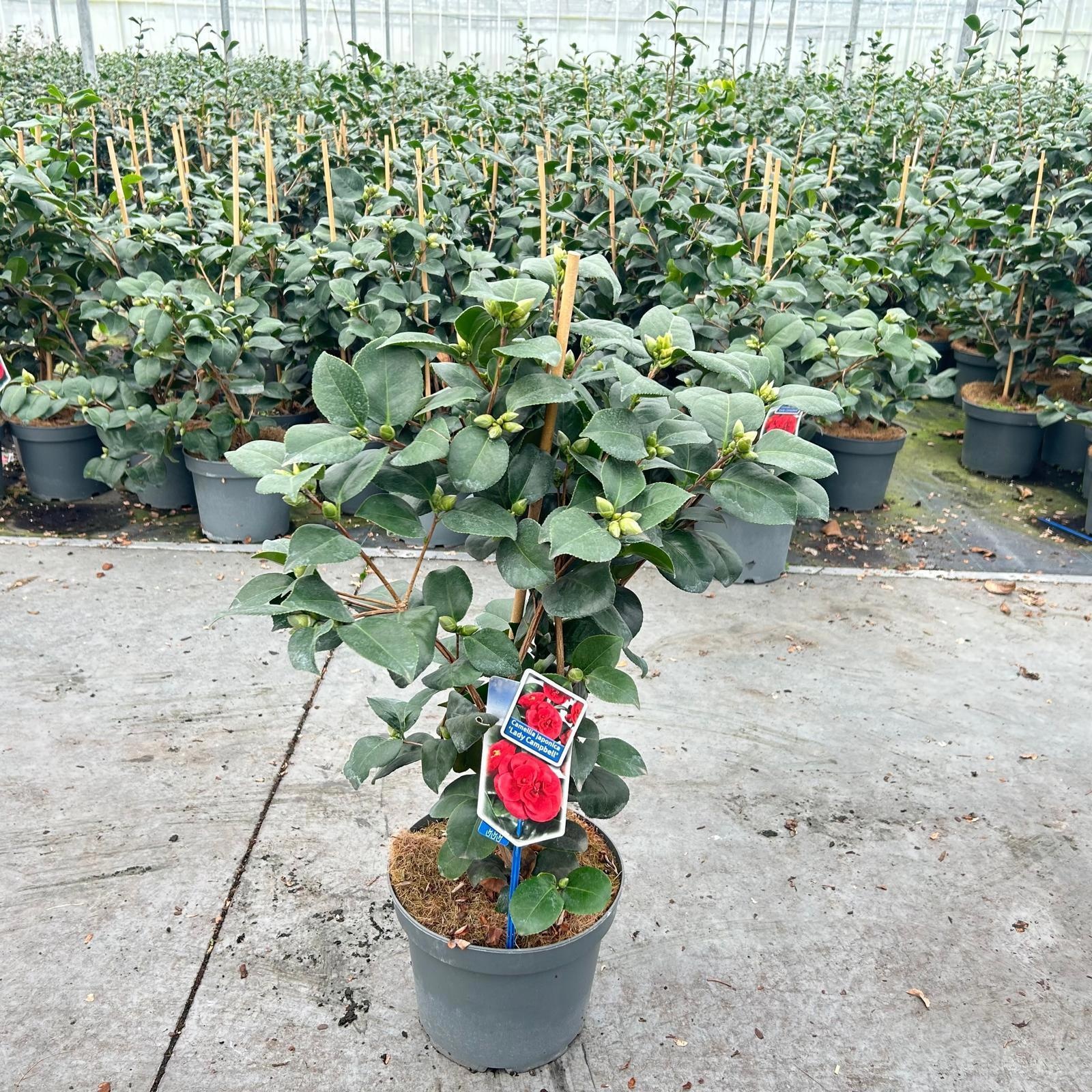 Camellia japonica 'Lady Campbell', D 23