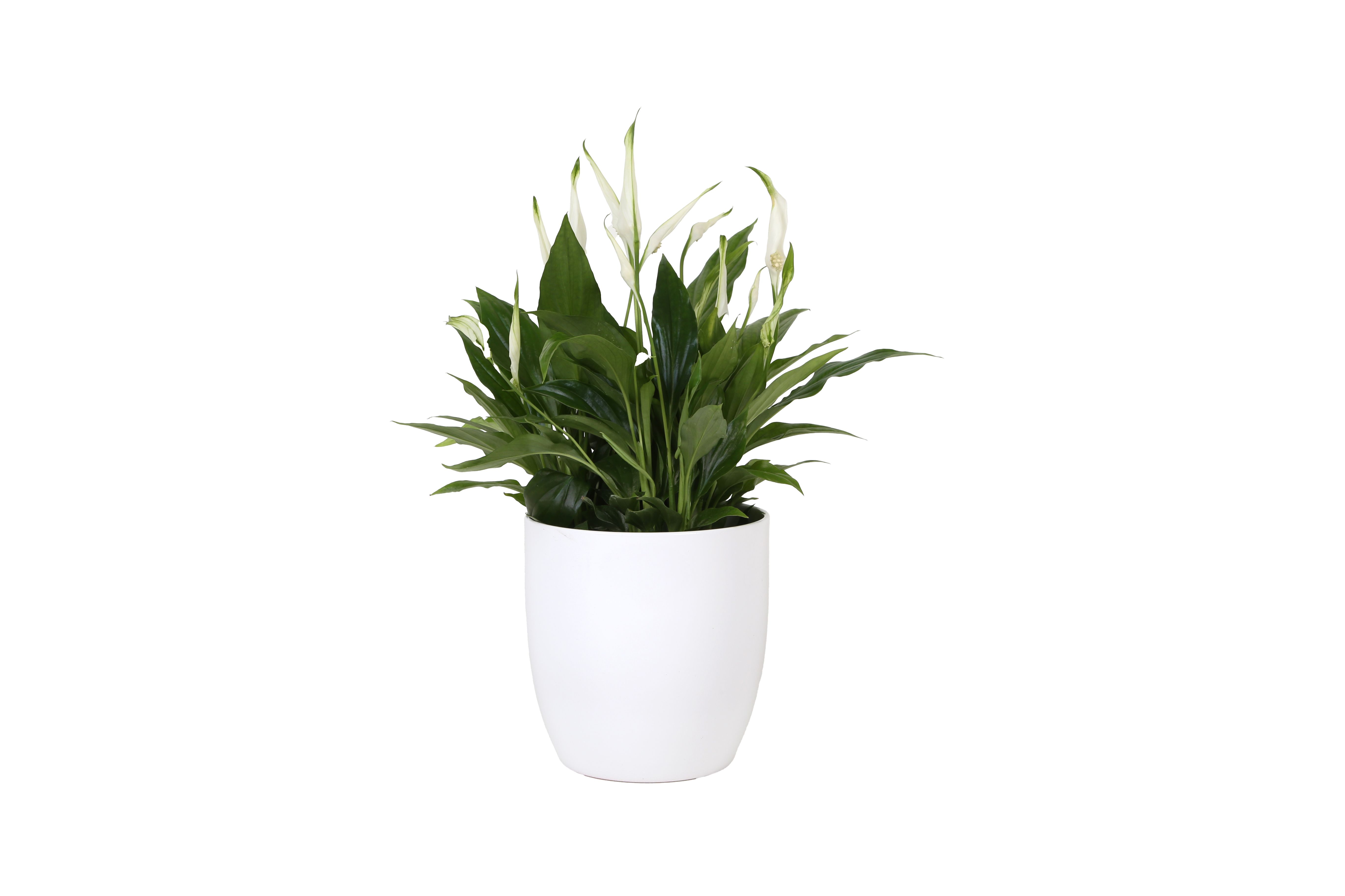 KP-613.1 - Spathiphyllum Pearl Cupido 15cm in witte bolpot, D 15 cm KP-613.1 - Spathiphyllum Pearl Cupido 15cm in witte bolpot, D 15 cm